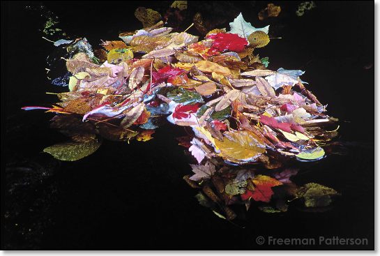 Autumn's Grace Notes - By Freeman Patterson