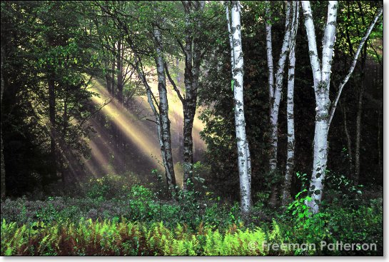 Light in the Forest - By Freeman Patterson