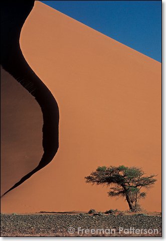 Dune 45 Tree - By Freeman Patterson