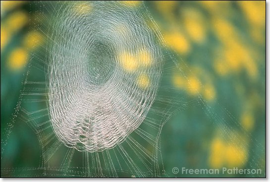 Buttercup Web - By Freeman Patterson