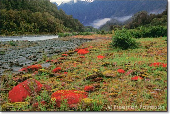 Lichens in the Valley - By Freeman Patterson