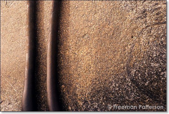 Kelp on Stone - By Freeman Patterson