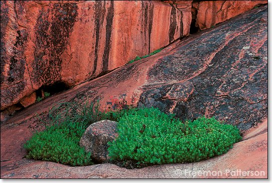 In the Secret Canyon - By Freeman Patterson