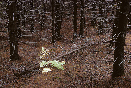 Photo by Freeman Patterson, renown photographer